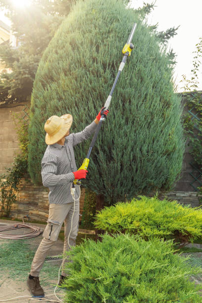 Best Palm Tree Trimming  in Country Homes, WA